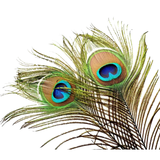 cropped-pngguru.com_.png