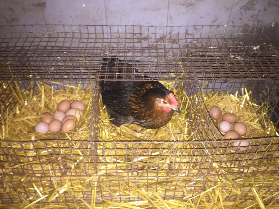 Boerderijdagen-002-scaled.jpg